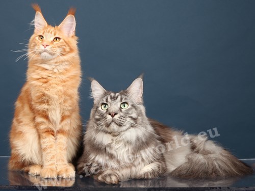 maine_coon_24 (Race)